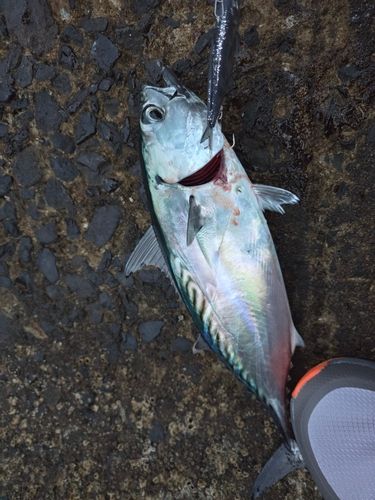 ソウダガツオの釣果