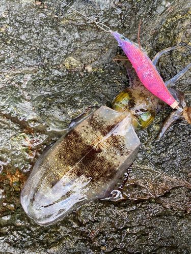 アオリイカの釣果