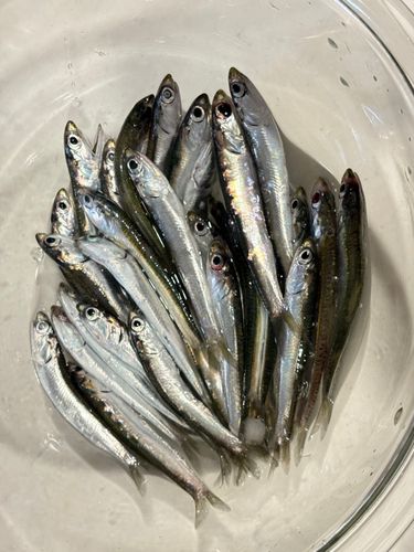 カタクチイワシの釣果