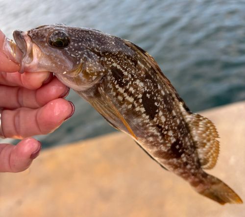 アイナメの釣果