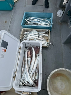 タチウオの釣果