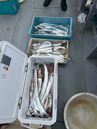 タチウオの釣果