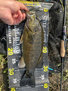 スモールマウスバスの釣果