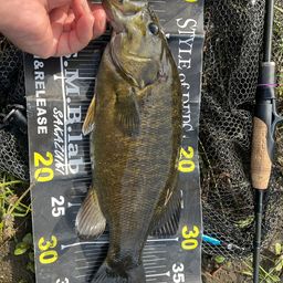 スモールマウスバス