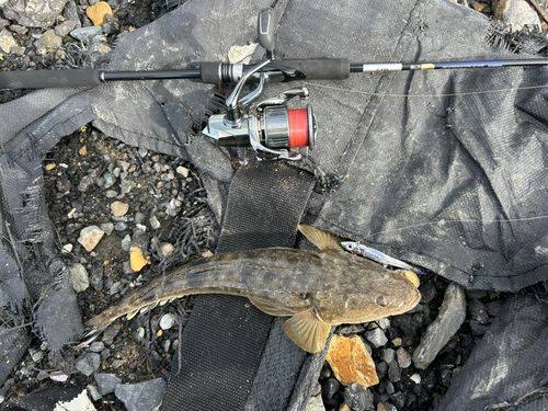 アカエラブチャーの釣果