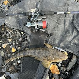 アカエラブチャー