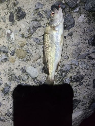 イシモチの釣果