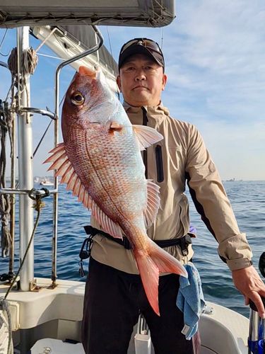マダイの釣果