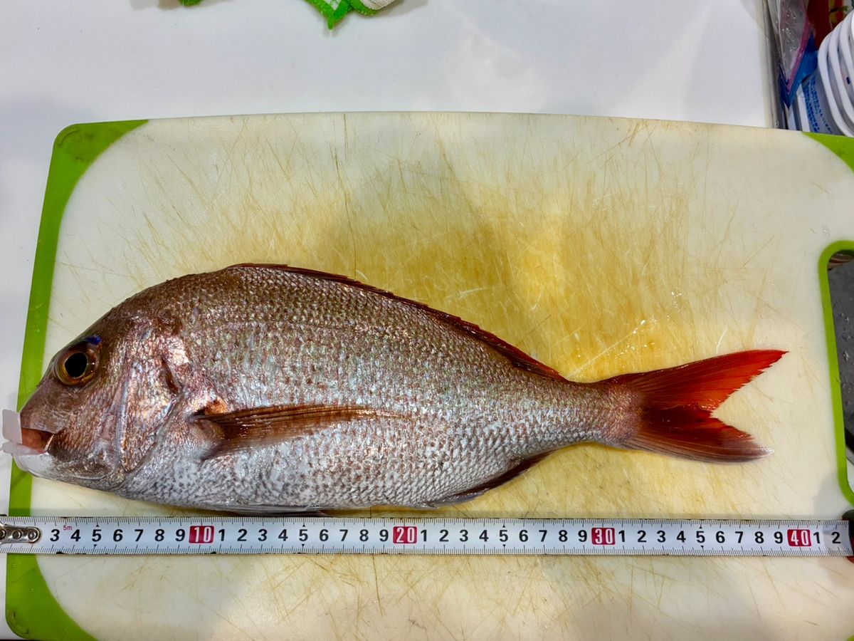 わじゅけんさんの釣果 3枚目の画像