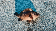 ムラソイの釣果