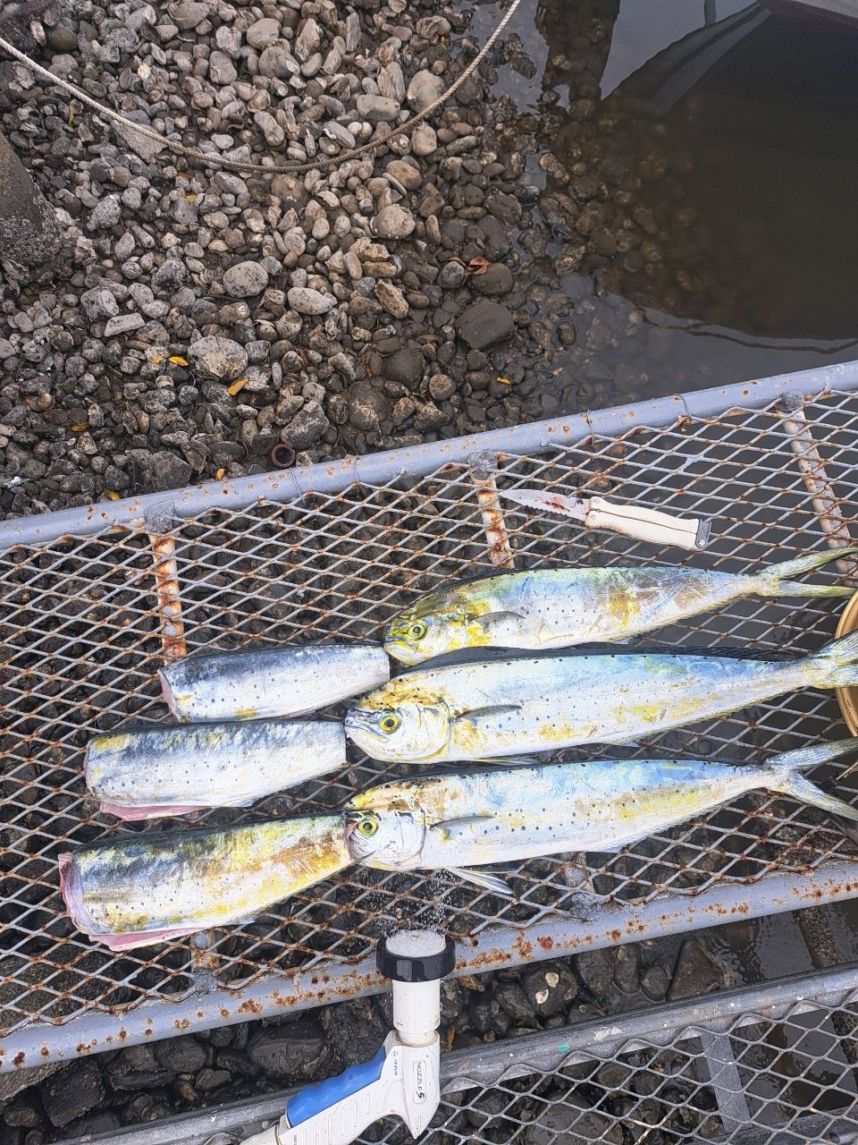 スプリングサンさんの釣果 1枚目の画像