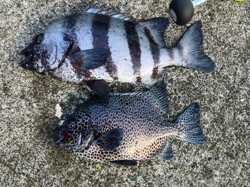 イシダイの釣果