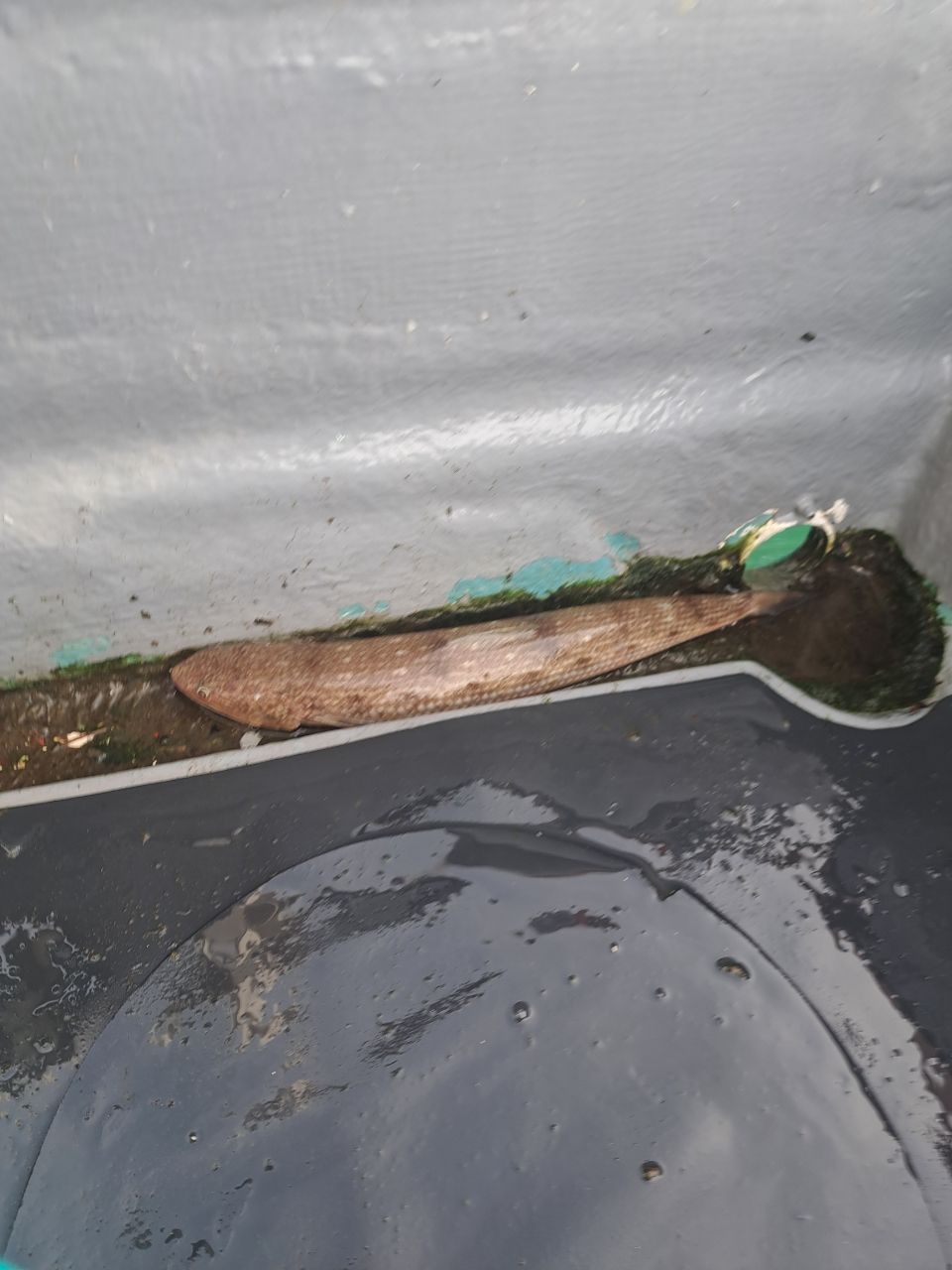 スプリングサンさんの釣果 2枚目の画像