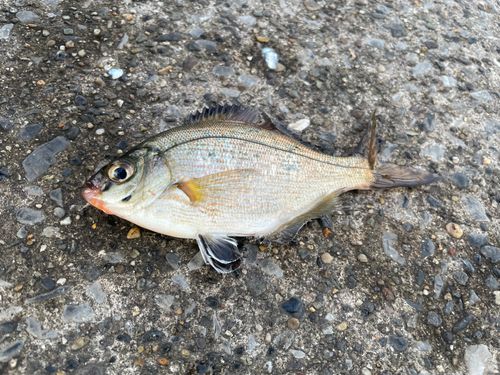 ウミタナゴの釣果