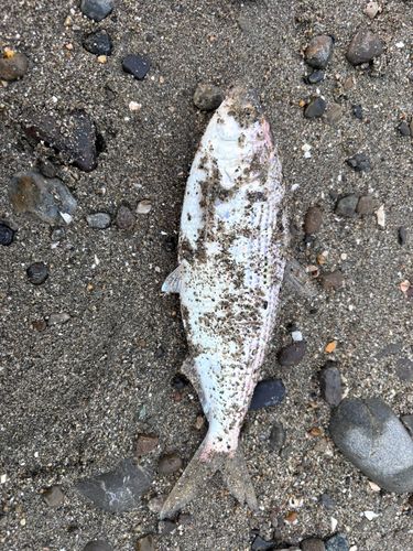 コノシロの釣果