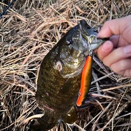 スモールマウスバス