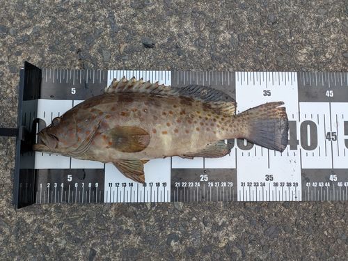 キジハタの釣果