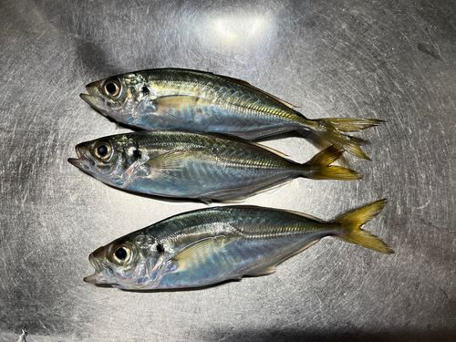 マアジの釣果