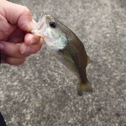 ラージマウスバス