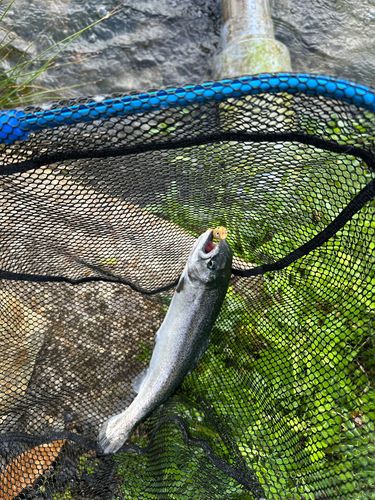 サクラマスの釣果