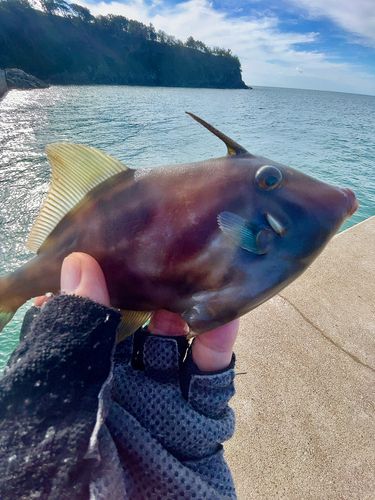 ウマヅラハギの釣果