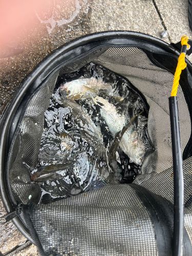 コノシロの釣果