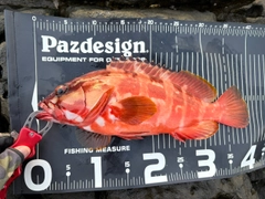 アカハタの釣果