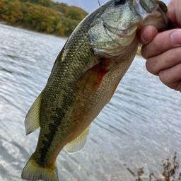 ラージマウスバス