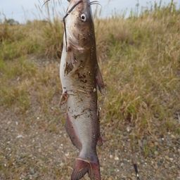 アメリカンキャットフィッシュ