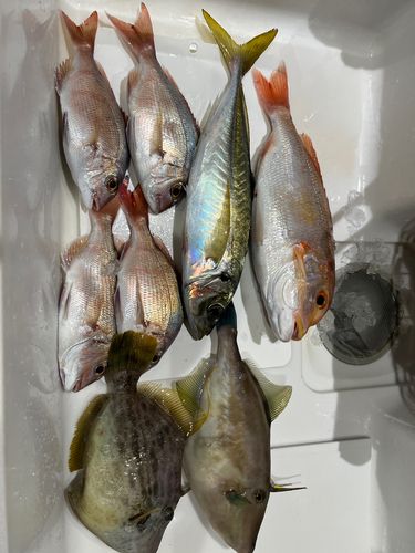 アジの釣果