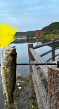 ブラックバスの釣果