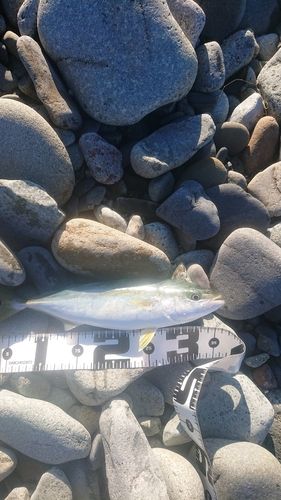 フクラギの釣果