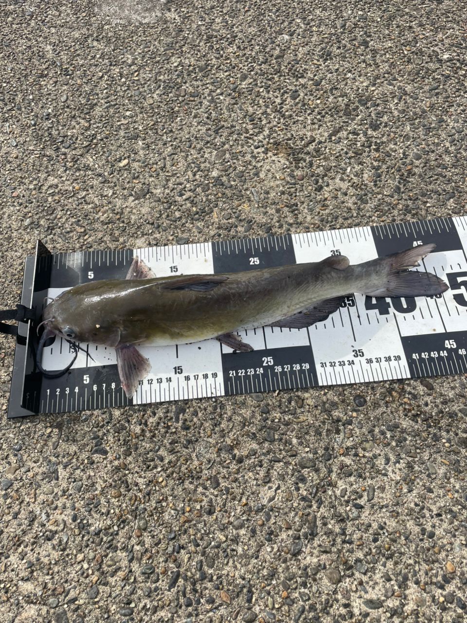 アメリカナマズ