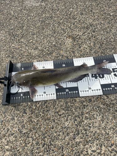 アメリカナマズの釣果