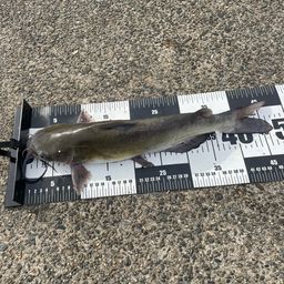 アメリカナマズ