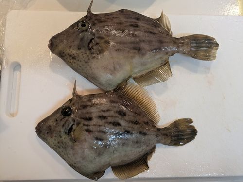 カワハギの釣果