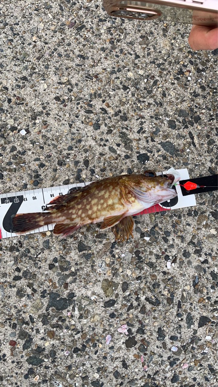 タケノコメバル