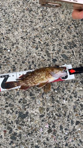 タケノコメバルの釣果