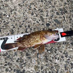 タケノコメバル