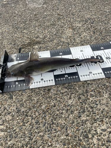 アメリカナマズの釣果