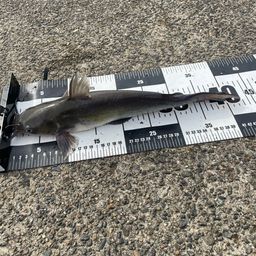 アメリカナマズ