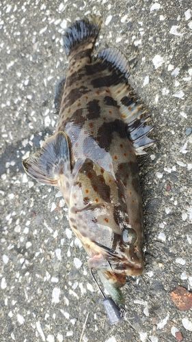 チャイロマルハタの釣果