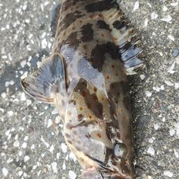 チャイロマルハタ