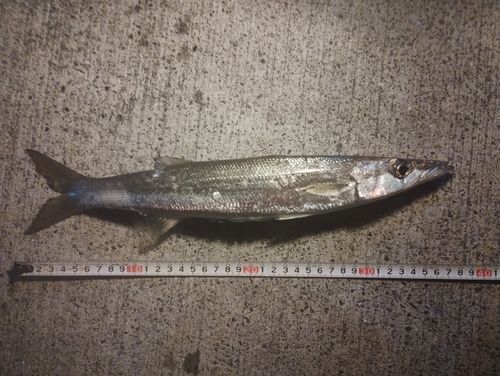 アカカマスの釣果