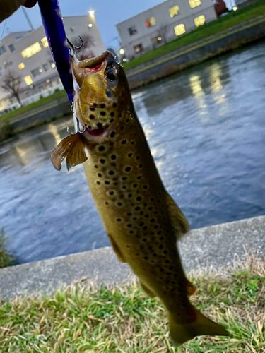 ブラウントラウトの釣果