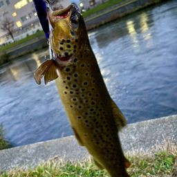 ブラウントラウト