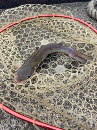 アメリカナマズの釣果