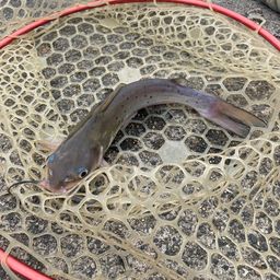 アメリカナマズ