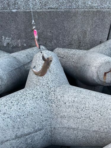 関西国際空港付近