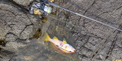 ヨコスジフエダイの釣果